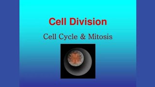 cell cycle M phase Mitosis  Class 9th  Chapter 05  Explain in Hindi and urdu [upl. by Jeno]