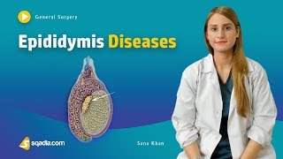 Epididymis Diseases  Surgery Video Lecture  Medical Online Education  VLearning™ [upl. by Adiari]