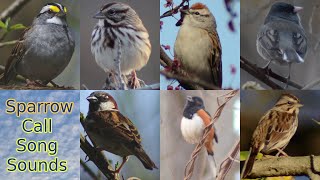 Sparrow bird call  song  sounds [upl. by Alexandrina131]