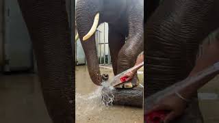 The professional foot scrubber is here again to give the elephant a bath at Dragon Dream [upl. by Lorrimer]