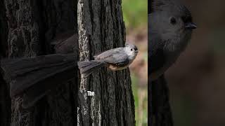 Up Close with the Tufted Titmouse [upl. by Aneeh522]