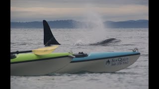 Orca Sex Kayak with Orcas in Friday Harbor  San Juan Islands [upl. by Medin]