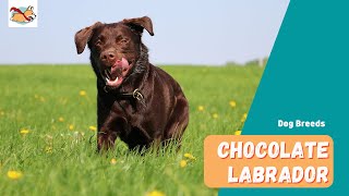 Chocolate Labrador A Complete Guide to The Rare Irresistible Lab Dog [upl. by Acimaj]