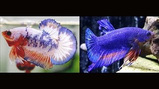 Betta Changed Colors And new plants [upl. by Power]