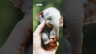 😍 Cute baby elephant bathing video 🥰 funnycomedy shorts viralshorts elephantsloveallahﷻbaby [upl. by Ruthy348]