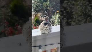 Preening Northern Flicker on Colorado Porch Rail [upl. by Alberta392]