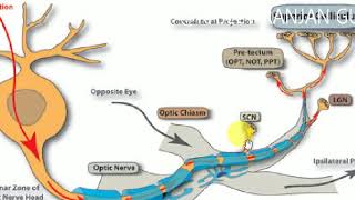 OPTIC NERVE  Ophthalmology  1 [upl. by Ramad]