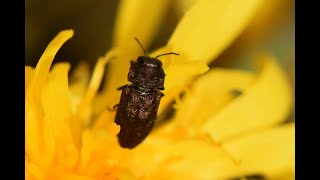 Prachtkever Anthaxia quadripunctata [upl. by Arocat]