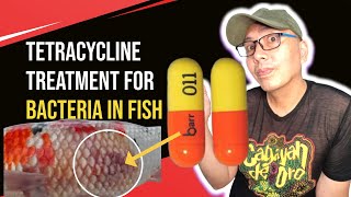 Tetracycline Solution Cure Fish Bacterial Infection Effortlessly [upl. by Aivatnuahs33]