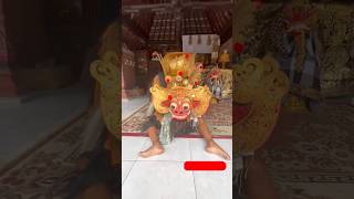 Please don’t scroll barong barongan bali shorts [upl. by Toogood]