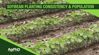 Soybean Planting Population and Consistency From Ag PhD 1093  Air Date 31719 [upl. by Gaultiero]