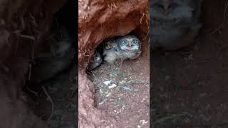 Taking a Peek at Burrowing Owl Chicks  ViralHog [upl. by Anotyal]