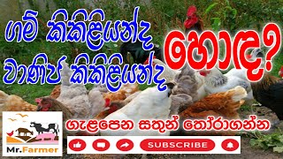 ගම් කිකිළියන්ගේ සහ වාණිජ කිළියන්ගේ වාසි අවාසි 🐥  Kukul palanaya  poultry trending lanka viral [upl. by Woodman]