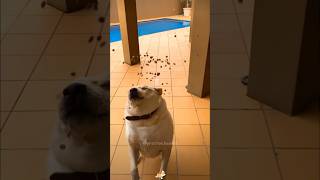 🐶🍔🧀funnyvideos funny dog shorts funnydogs [upl. by Specht]