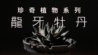 珍奇植物系列｜龍牙牡丹 Ariocarpus Trigonus cv Elongatus ｜仙人球岩牡丹 [upl. by Atiuqahc]