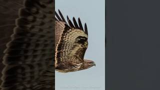 Reasonable Buzzard shot photography wildlife birds [upl. by Chader]