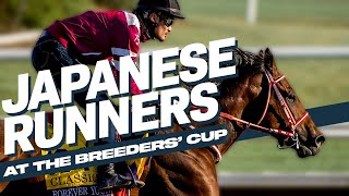 All The Japanese Contenders At The Breeders Cup  Del Mar 2024 [upl. by Veal]