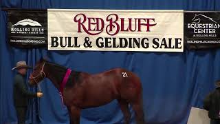 RED BLUFF BULL amp GELDING  CONFORMATION HORSE SELECT [upl. by Emyle]