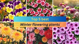 Top 5 best winter flowering plants  easy to care winter flowering plants at home [upl. by Rafa281]