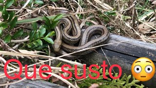 Checando las trampas de las abejas pero encontramos una culebra 🐍 [upl. by Persian]