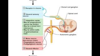 Chapter 145 Visceral Reflexes BIO201 [upl. by Ardnuek]