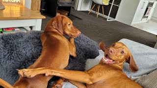 Vizslas fun packed weekend  part 1 [upl. by Rivkah]