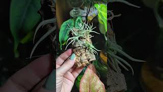 Тилландсия Retorta 🦑 tillandsia plants garden flowers urbanjungle plantlover urbanplants [upl. by Netsirhk]