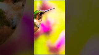 quotHummingbird Trochilidae 4quot [upl. by Adnirolc]