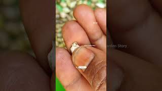 Vaijayanti Ka Paudha🦚Shri Krishna🙏Vaijayanti Ke Phool🌸Vaijayanti Mala✨ashasgardenstoryshorts [upl. by Alel]