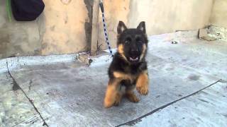 Dressager chiens berger allemand petit bebe de 2 mois [upl. by Nellda220]