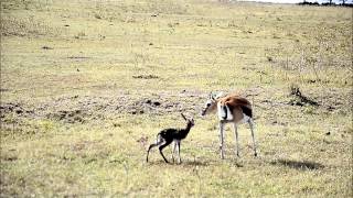 Baby Thompsons gazelles first steps in life [upl. by Nibor]