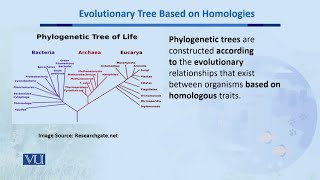 Evolutionary Tree Based on Homologies  Biodiversity amp EvolutionII  BT201Topic154 [upl. by Aelanej]