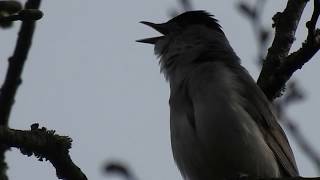 Le chant de la fauvette à tête noire Sylvia atricapilla un mâle [upl. by Edva]