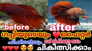 How to use tetracycline medicine  guppy amp fighting fish Finrot Disease solution  how to care fish [upl. by Esaj]