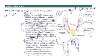 1 Renal Embryology  USMLE STEP 1 [upl. by Nyloc]