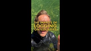 The Impacts of Logging on Estuaries with reddfishrestoration [upl. by Hadwyn]