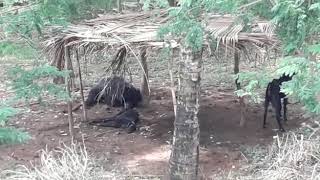 SLOTH BEAR ATTACKING CATTLE [upl. by Racso]