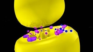 Nicotine amp Muscarine 3D Animation Neurotoxins [upl. by Dnallor939]