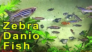 Aquarium Zebra Danio Fish Zebrafish [upl. by Macintosh]