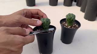 ปาดยอดช้างไร้หนาม Coryphantha elephantidens cvinermis [upl. by Nyladnar]