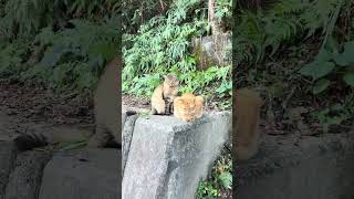 Cats 🐈 on the Art Island Naoshima [upl. by Elman673]