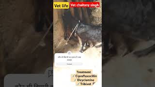 diarrhea and high fever treatment of goat । symptoms of anorexia and diarrheavetchaitanysingh [upl. by Milinda344]