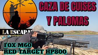 cazando cuises y palomas con Pcp  rifle Fox m60  rifle Red Target hp 800 [upl. by Suirtimed]