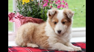 Shetland Sheepdog Puppies for Sale [upl. by Laerdna]