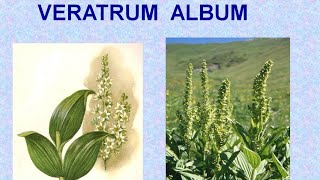 VERATRUM ALBUM  ΑΝΤΙΜΕΤΩΠΙΣΗ ΟΞΕΩΝ ΚΑΤΑΣΤΑΣΕΩΝ ΜΕ ΟΜΟΙΟΠΑΘΗΤΙΚΗ [upl. by Etnuhs735]