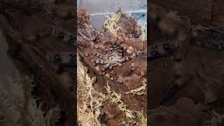 Heteropoda lunula  Purple Huntsman spider out and about [upl. by Ahtebbat158]