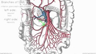 Superior Mesenteric Artery  Anatomy Tutorial [upl. by Jilleen75]