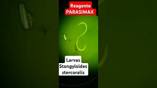 Parasitologia Stromgyloides reagente PARASIMAX MULTICOLOR [upl. by Olnton]