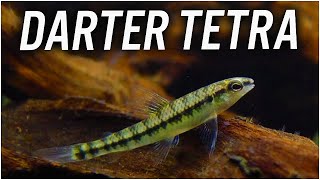 DARTER TETRA CARE GUIDE  Characidium fasciatum [upl. by Arella]