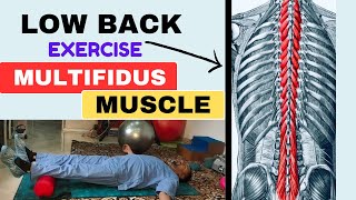 Exercises for MULTIFIDUS MUSCLE lower back pain MULTIFIDUS MUSCLE ki Exercises lower back pain [upl. by Eilema]